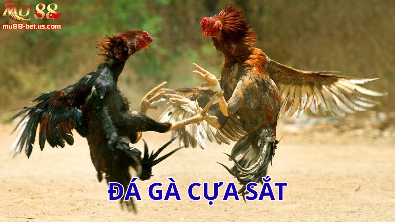 Đá gà cựa sắt hấp dẫn và kịch tính