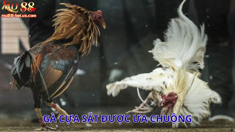 Gà cựa sắt được ưa chuộng