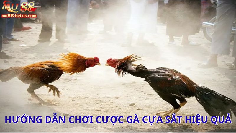 Hướng dẫn chơi cược gà cựa sắt hiệu quả